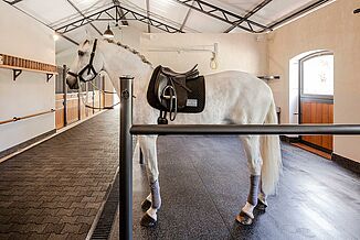 Lusitano Pferd auf Waschplatz mit REGUPOL Böden