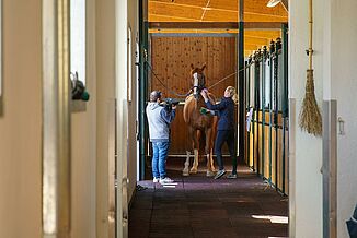 Stable tiles from REGUPOL Horse is led through a stable aisle with elastic rubber flooring