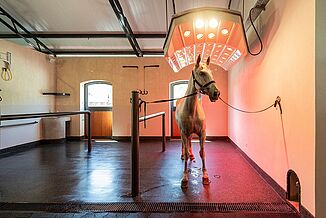 Waschplatz mit Pferd auf REGUPOL Boden