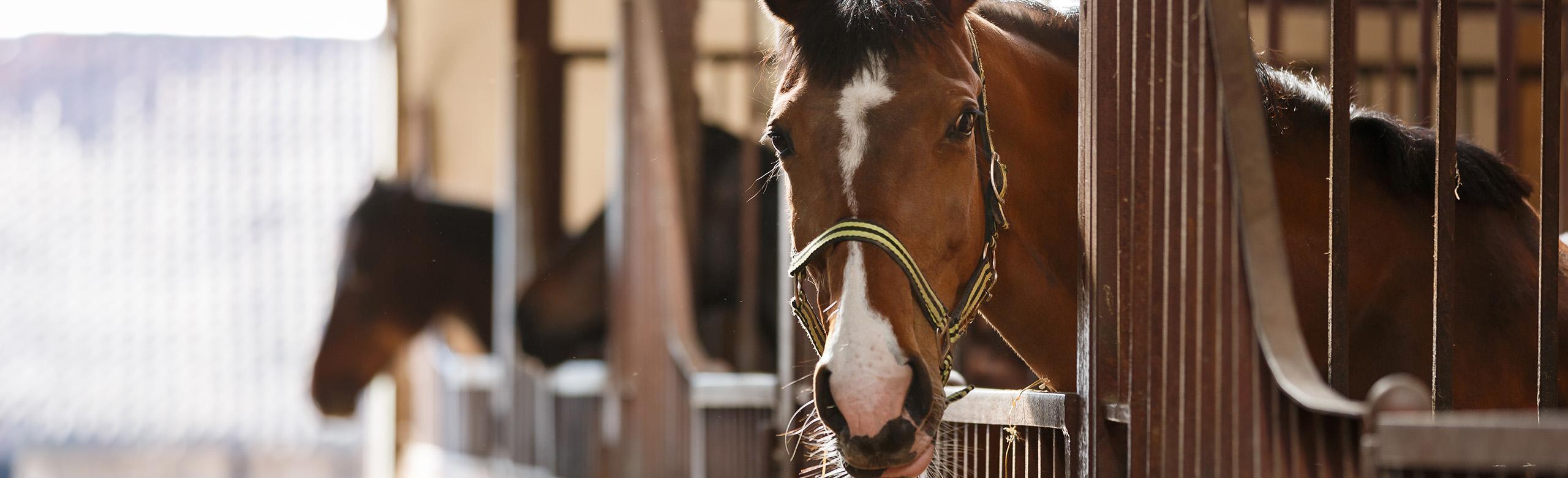Horse in the stall with REGUPOL equiline impact - resilient wall covering for horse stalls to protect against injuries