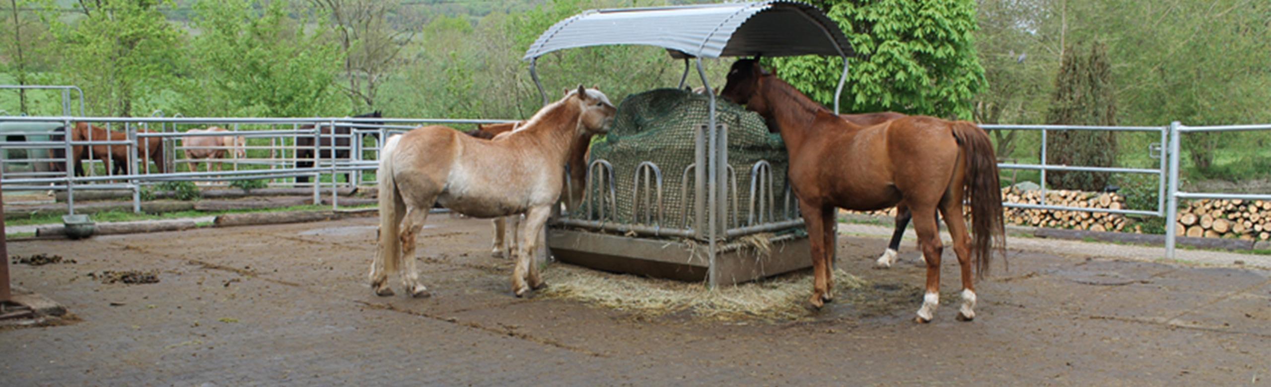 Paddock mit Gummimatten